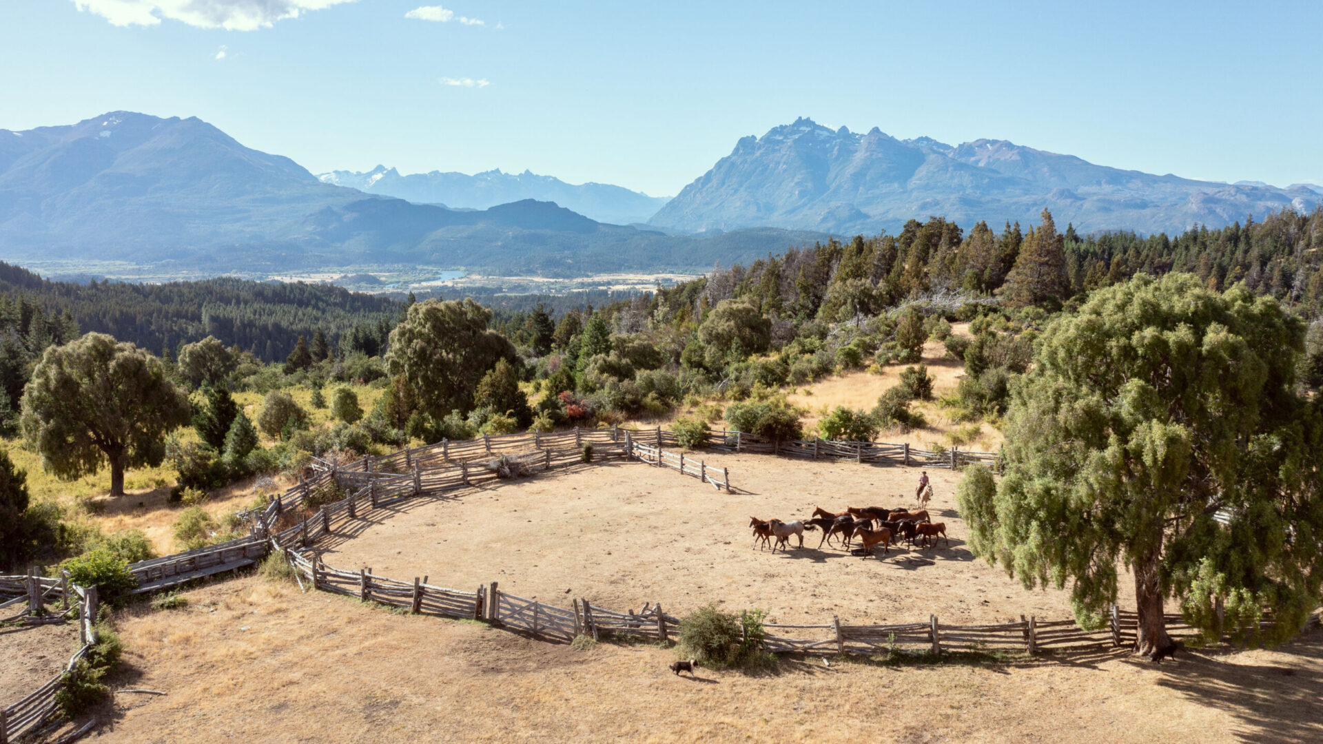 Travail du bétail - cattle work