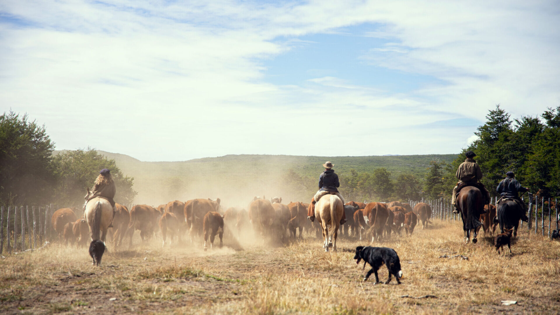 Travail du bétail - cattle work