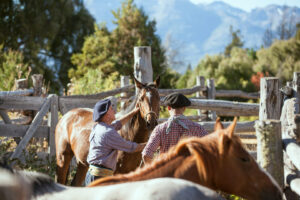 soins chevaux Patagonie